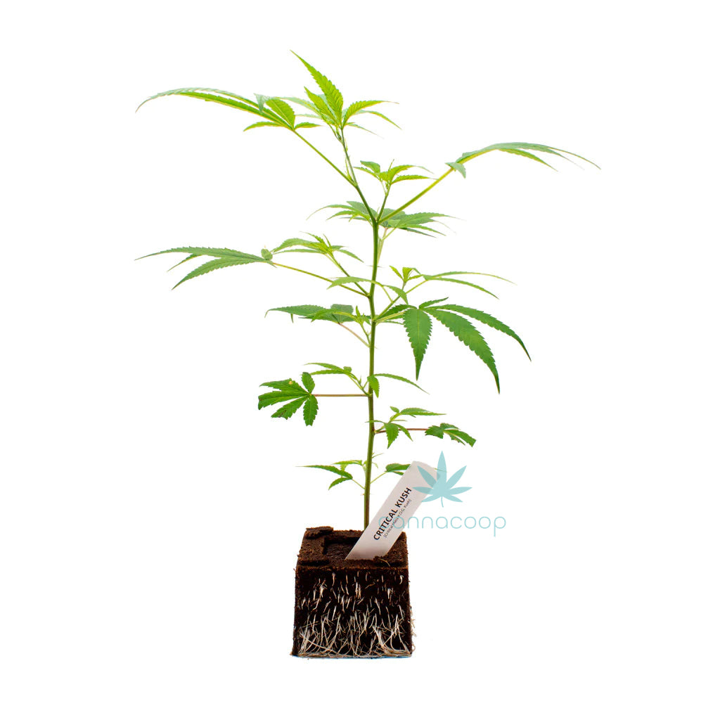 Sérieuse Kush